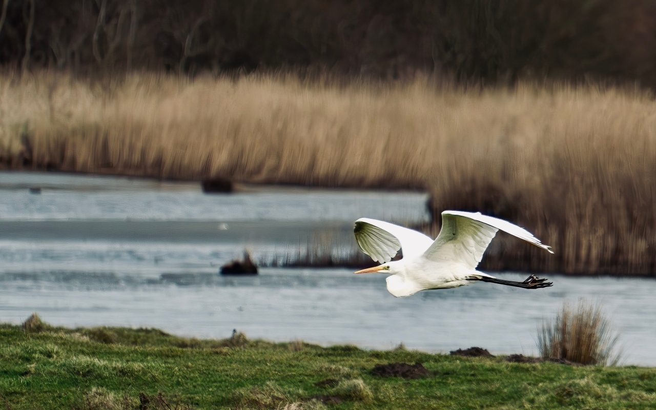 Белая цапля летит над водой