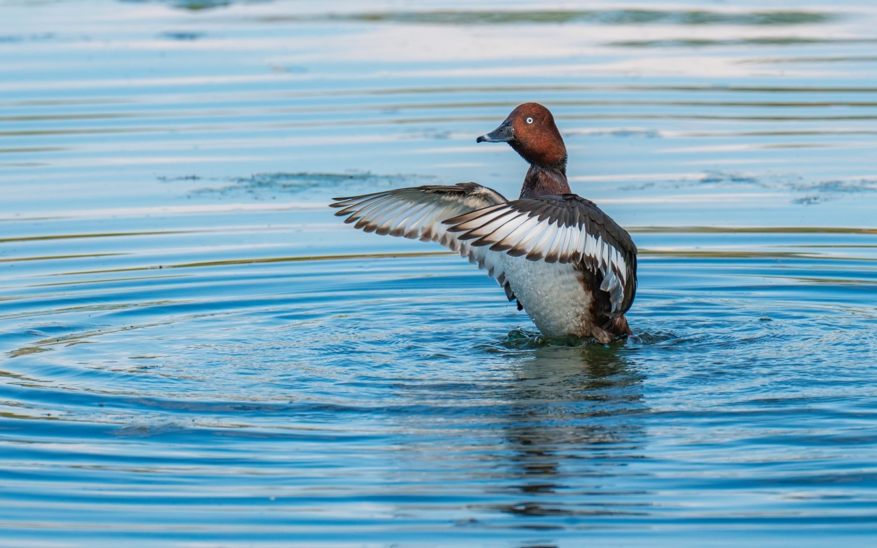 Дикая утка готовится к взлеты на озере