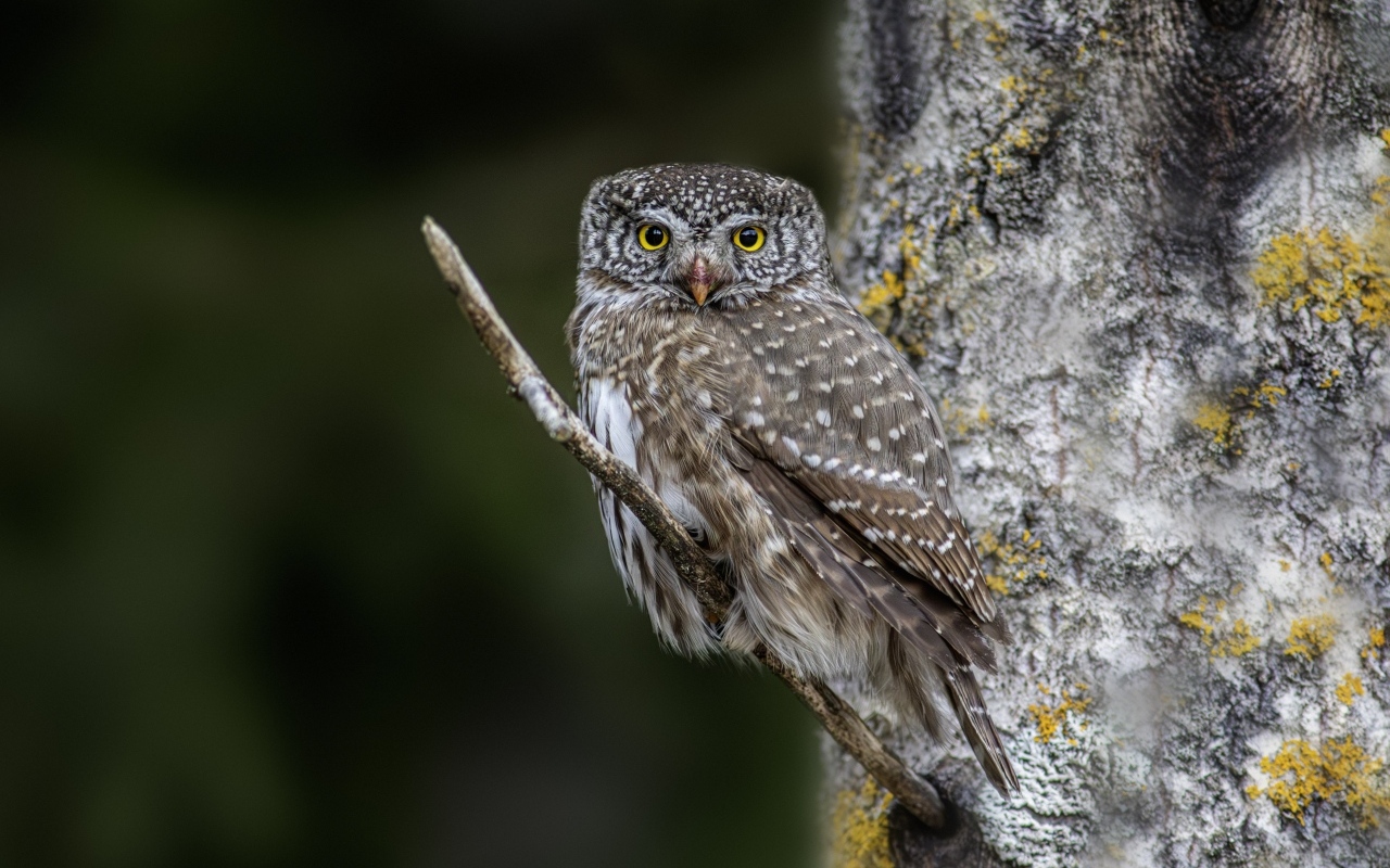 Птица сова сидит на ветке у дерева