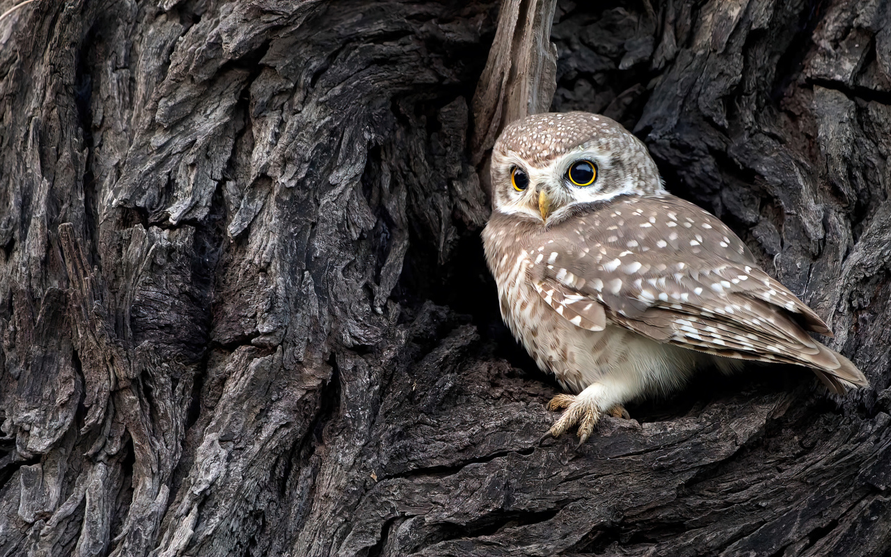 Сова сидит в дупле у дерева