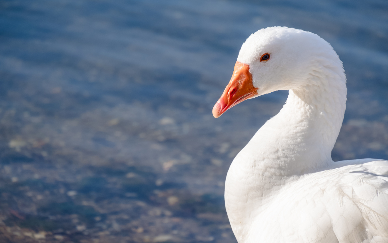 Красивый белый гусь в лучах солнца у воды