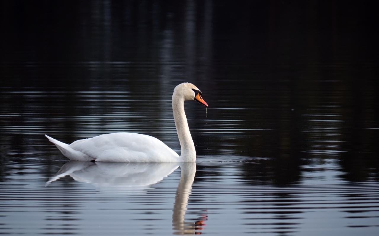Красивый белый лебедь отражается в воде