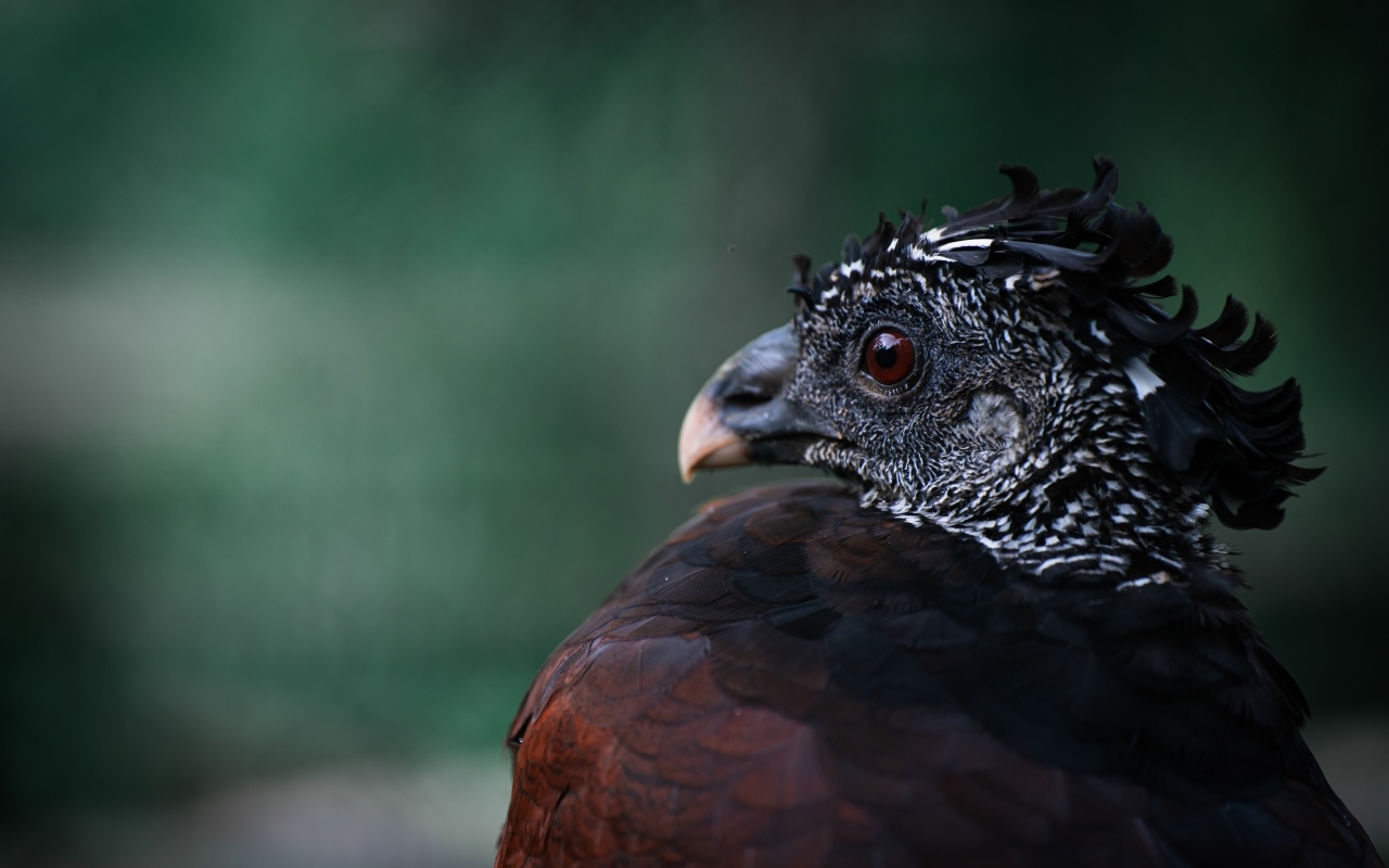 Большая черная птица великий курасов