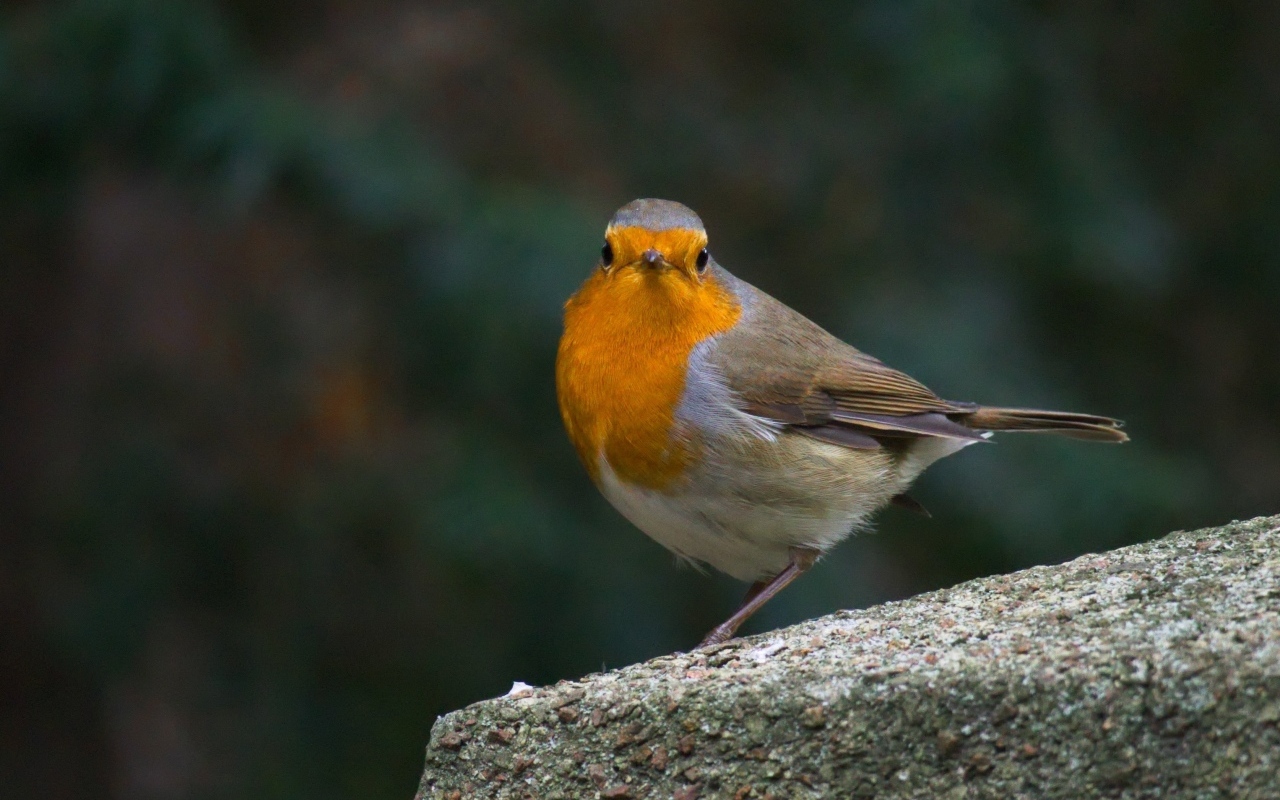 Птица вьюнок сидит на бетонной плите