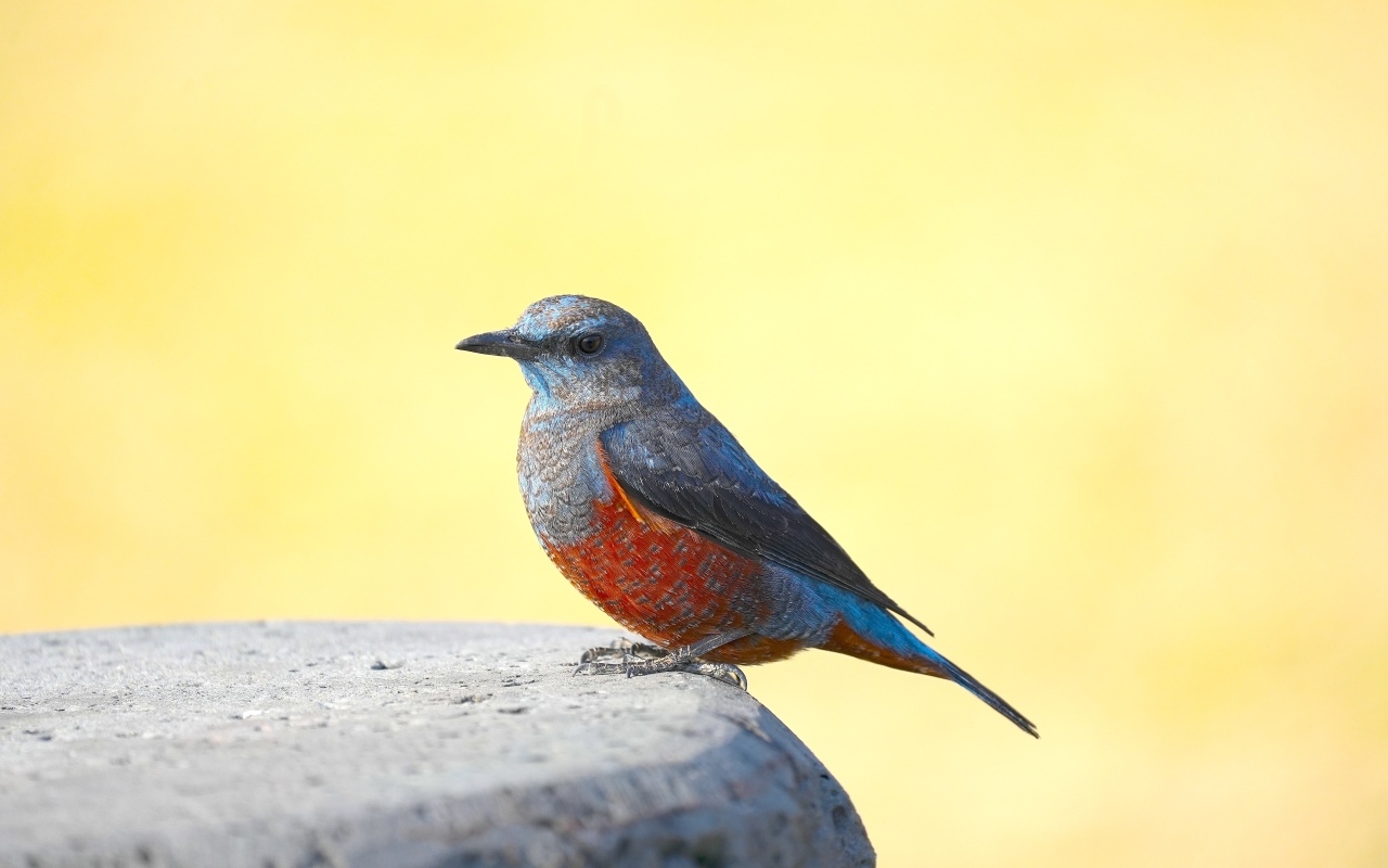 Птица сидит на камне на желтом фоне