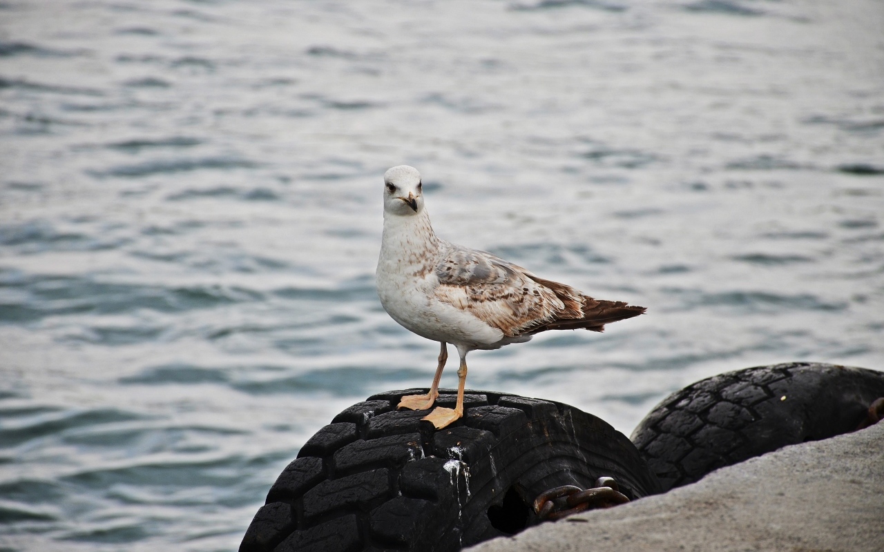 Коричневая чайка стоит у воды