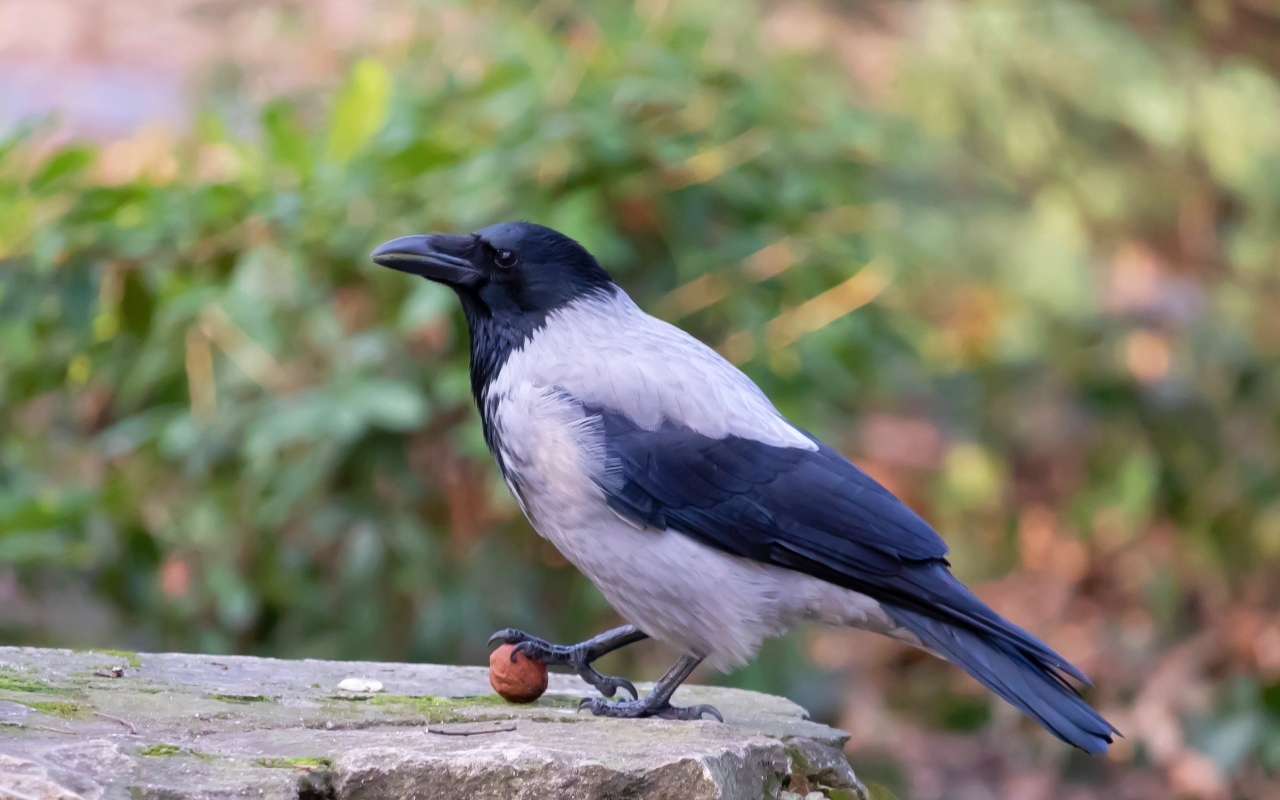 Ворона с орехом на камне