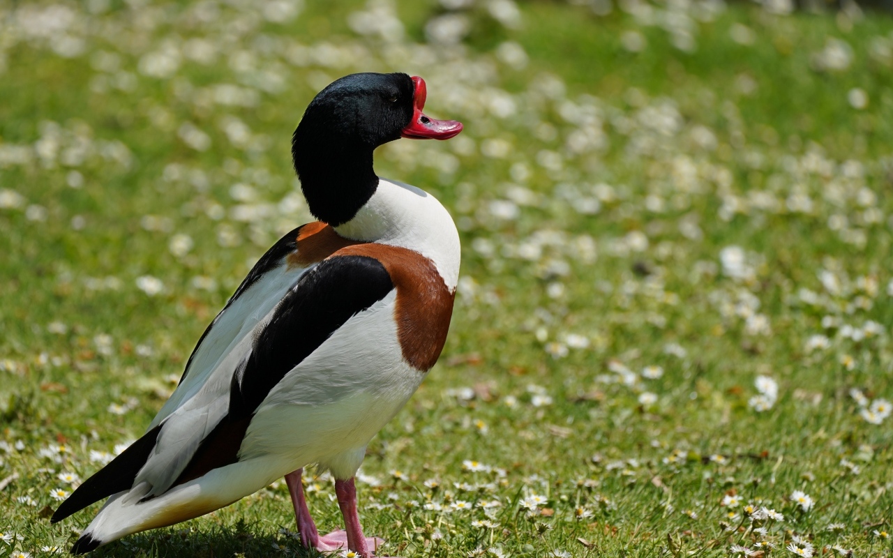 Утка стоит на зеленой траве