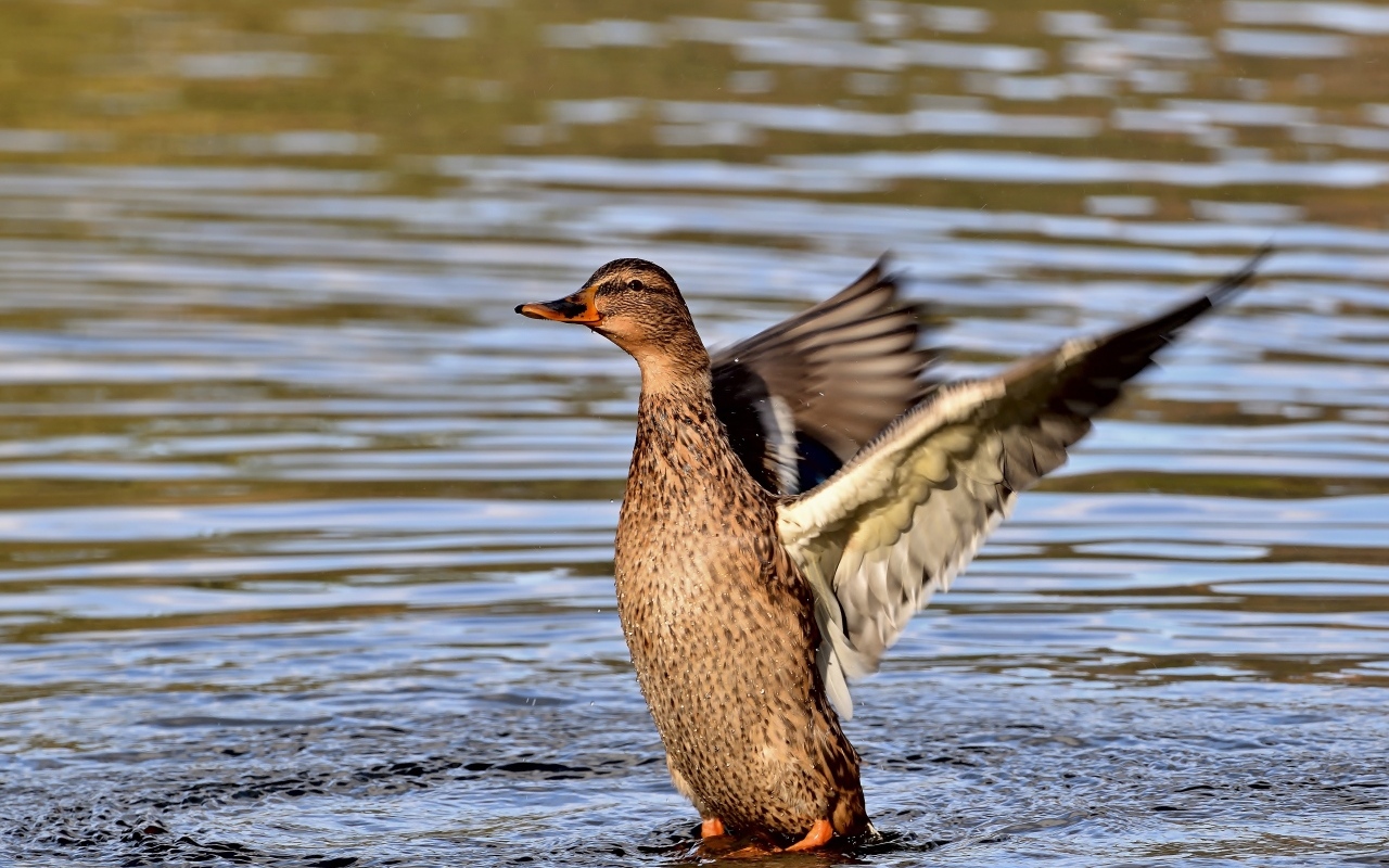 Серая утка расправила крылья в воде