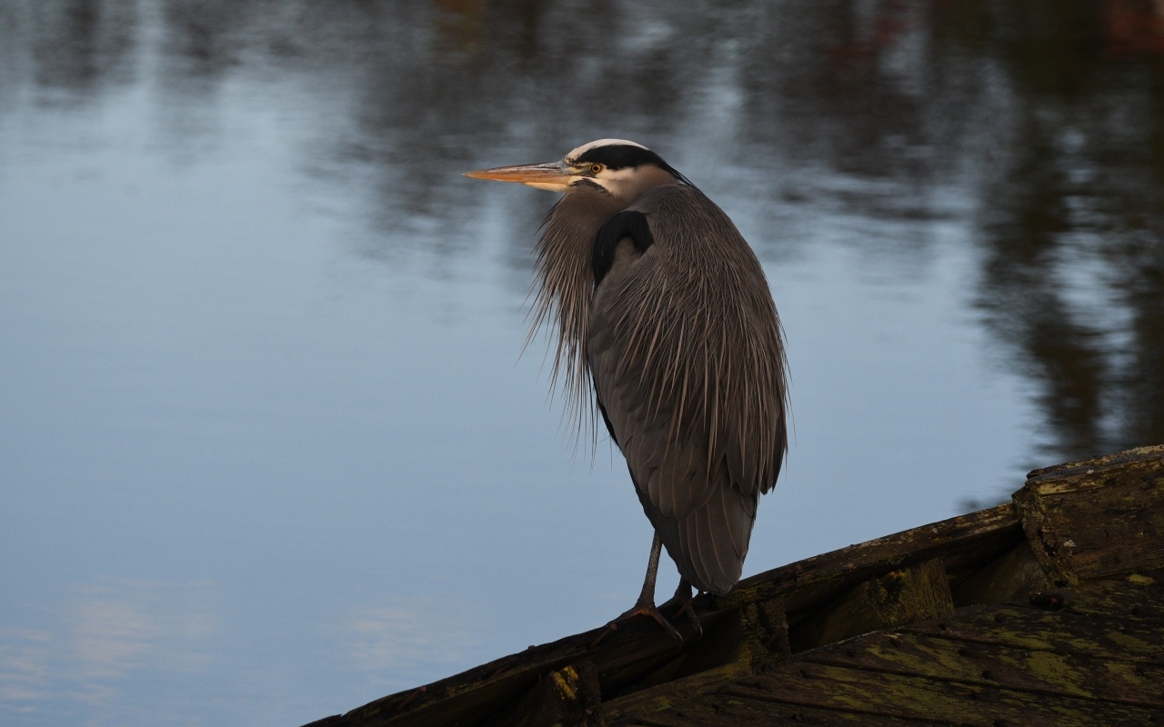 Серая цапля сидит у воды