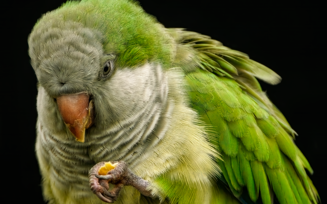 Зеленый попугай на черном фоне крупным планом