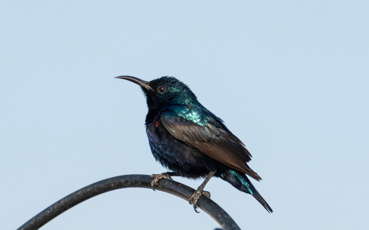 Маленький черный дрозд сидит на ветке 