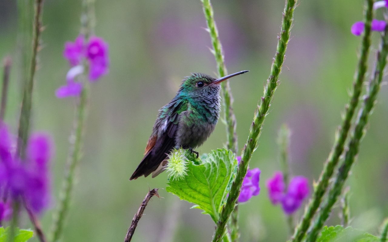 Маленькая зеленая птица колибри сидит на листке