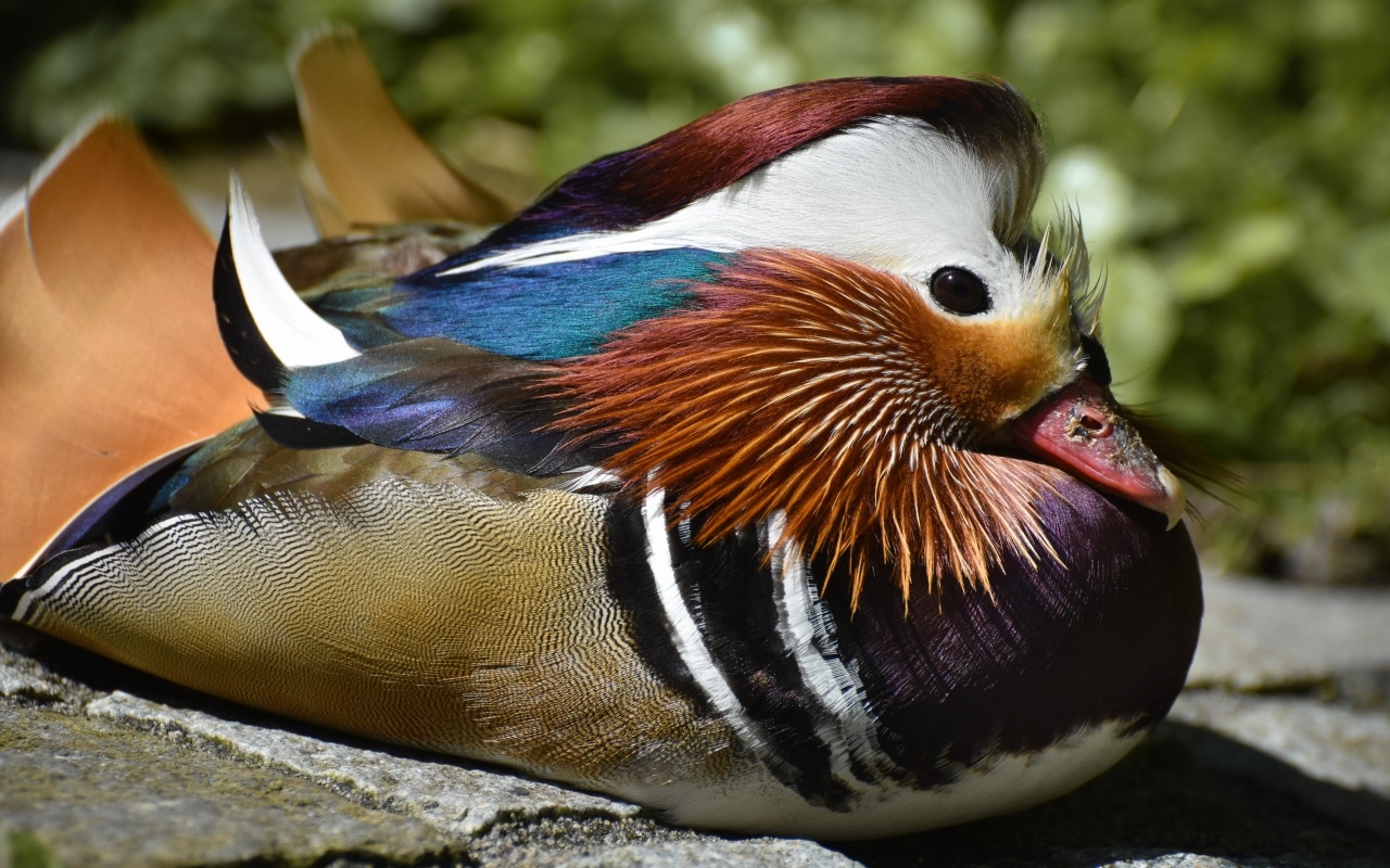 Маленькая утка мандаринка сидит на камне