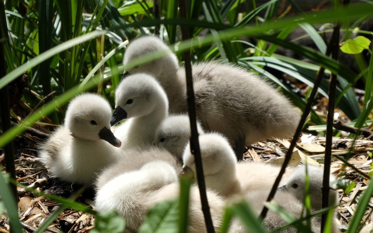 Маленькие птенцы лебедя в гнезде