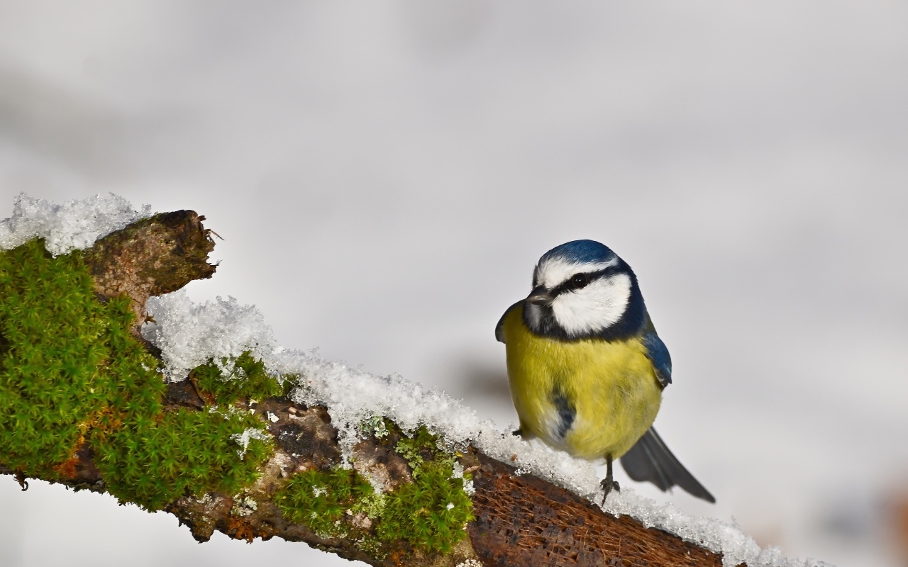Маленькая синица на заснеженной ветке