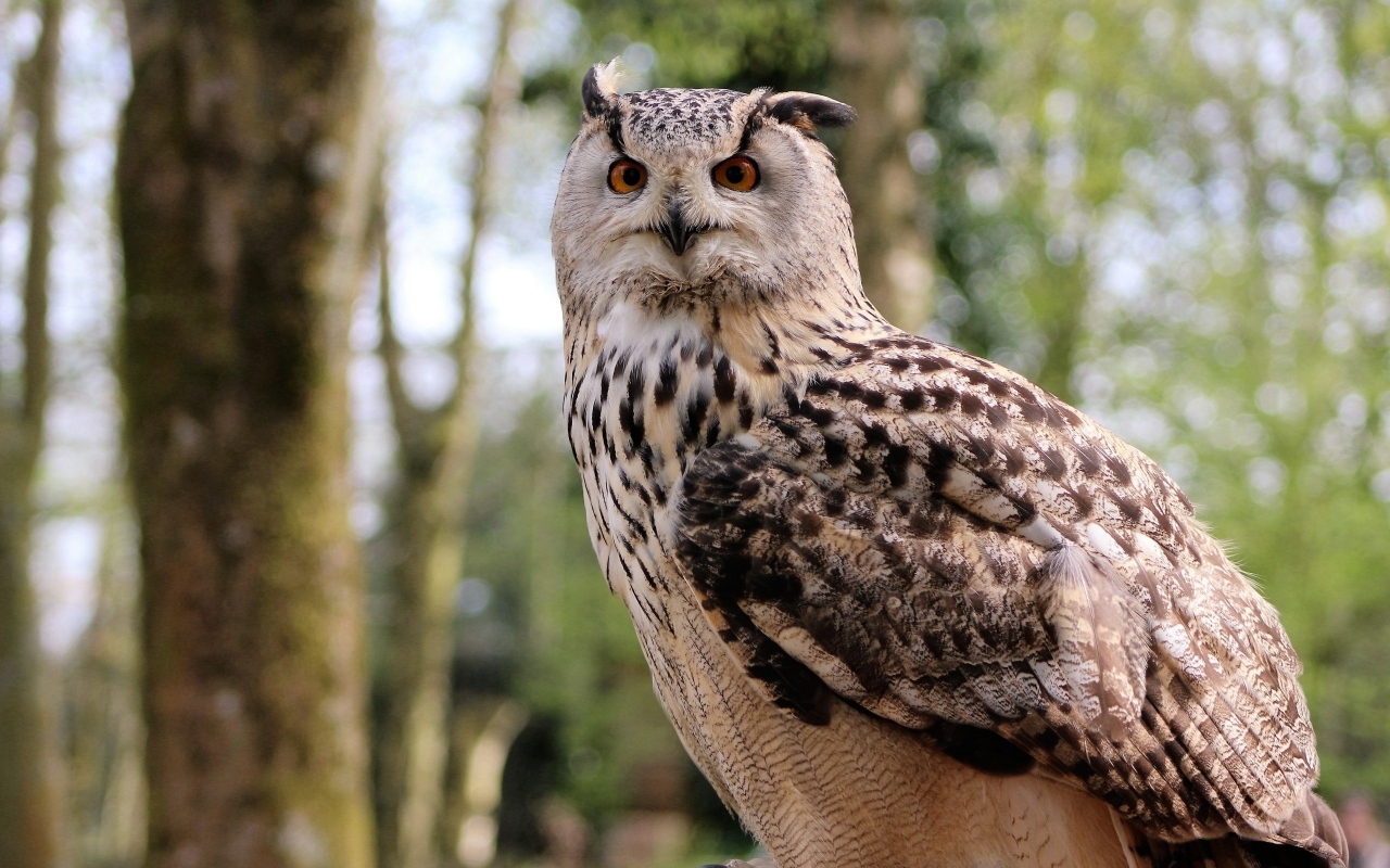 Ушастая сова в лесу