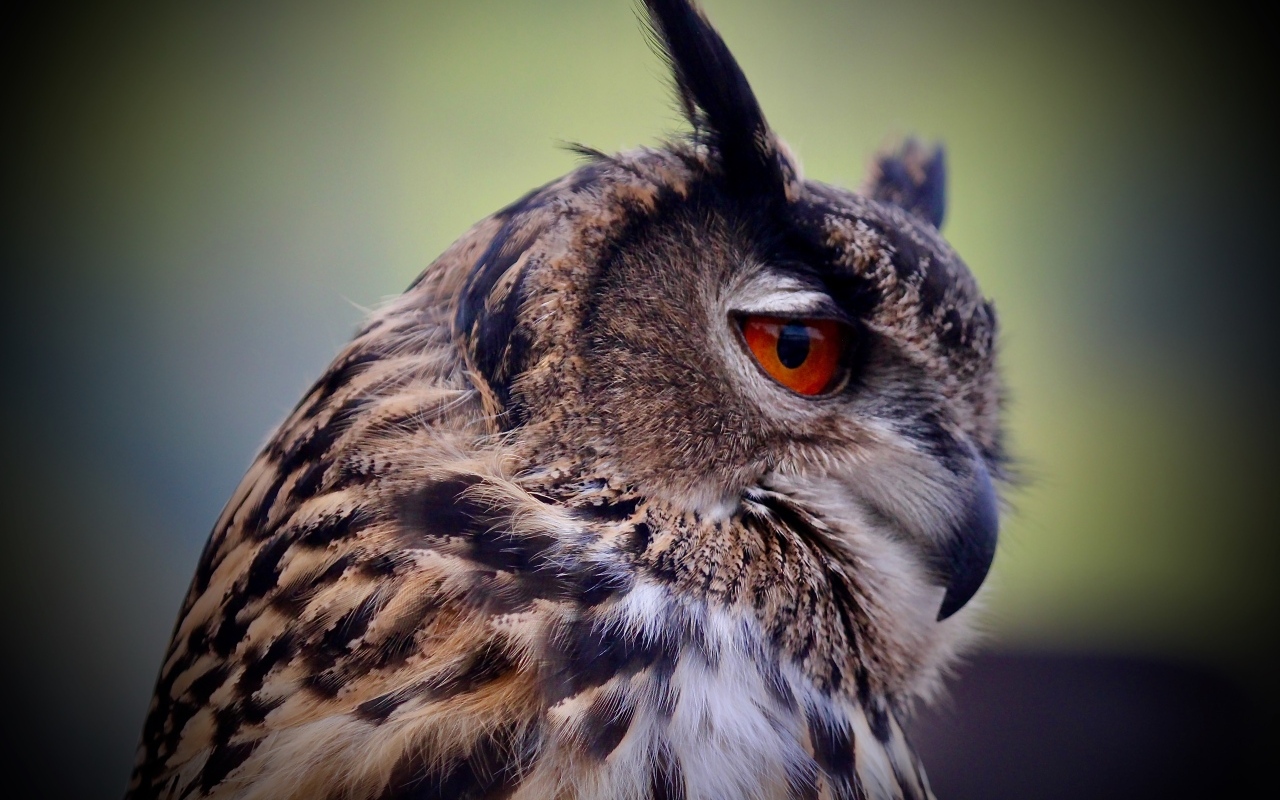 Ушастая сова с красными глазами