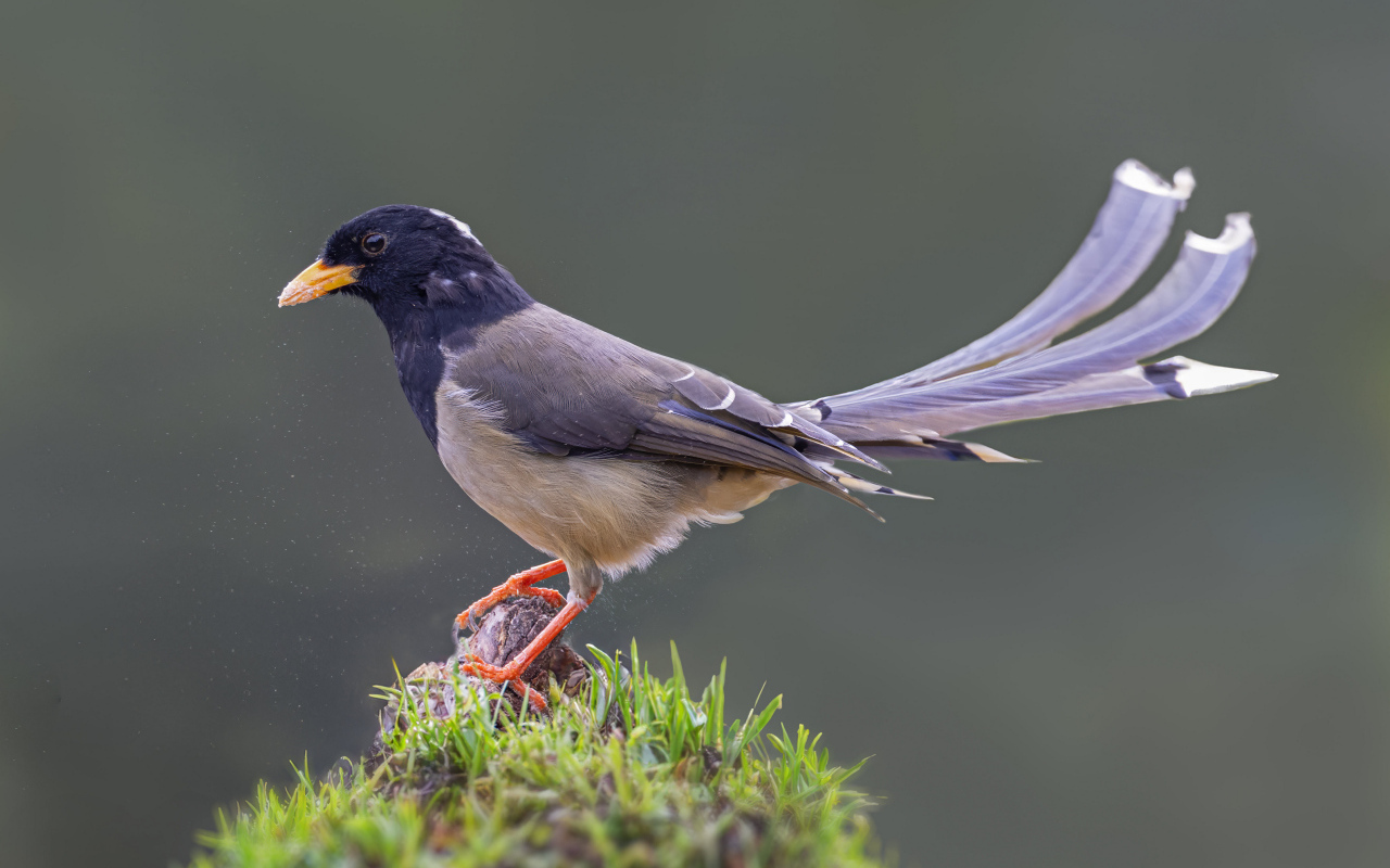 Сорока крупным планом