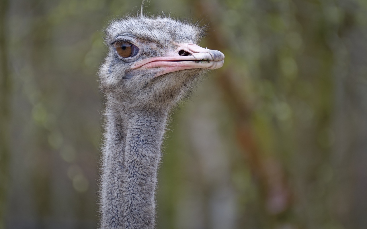 Голова страуса с розовым клювом