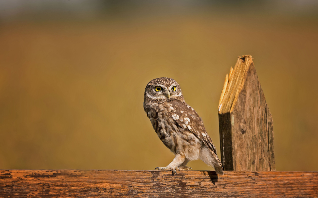 Сова сидит на деревянном заборе