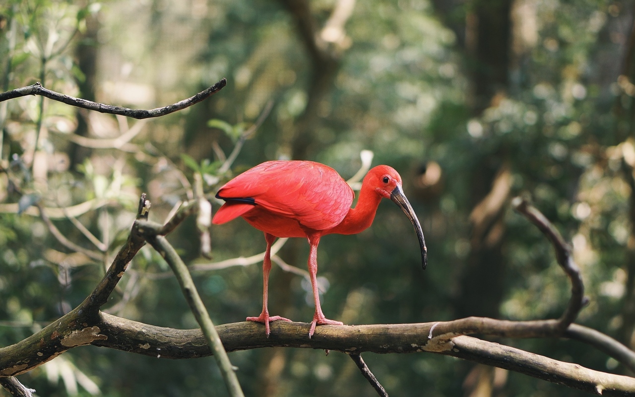 Алый ибис сидит на ветке