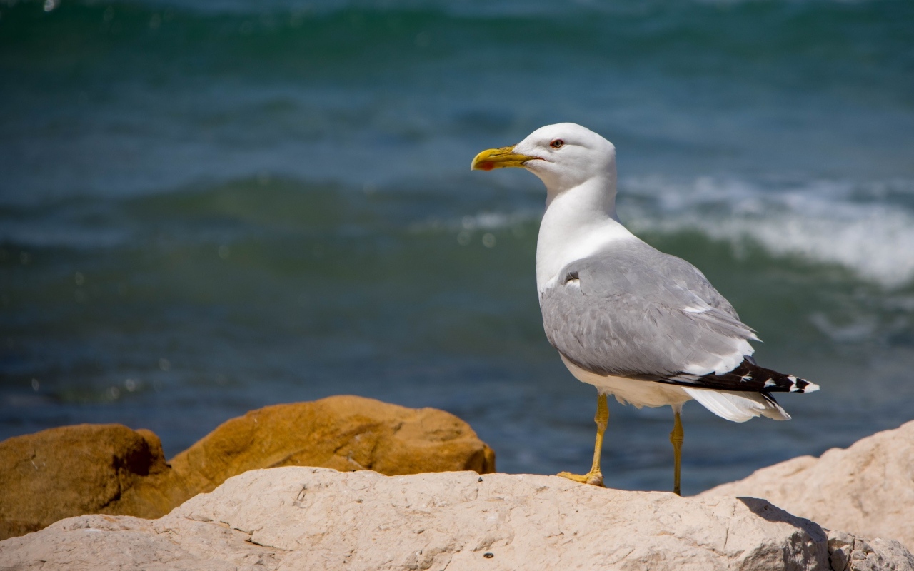 Чайка стоит на камне у моря
