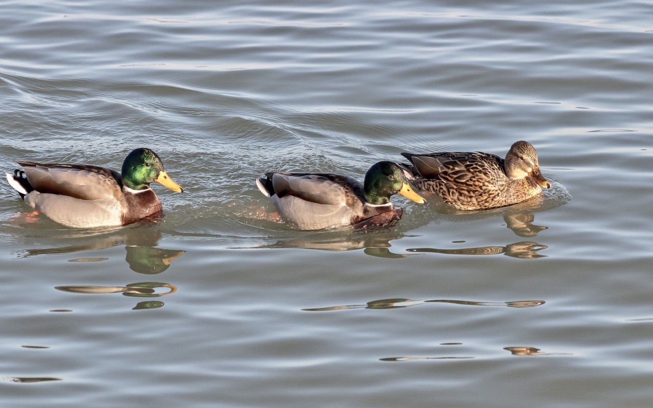 Три утки плавают в воде