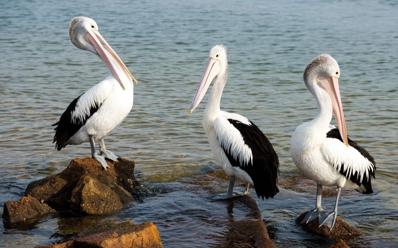 Три пеликана стоят на камнях у воды