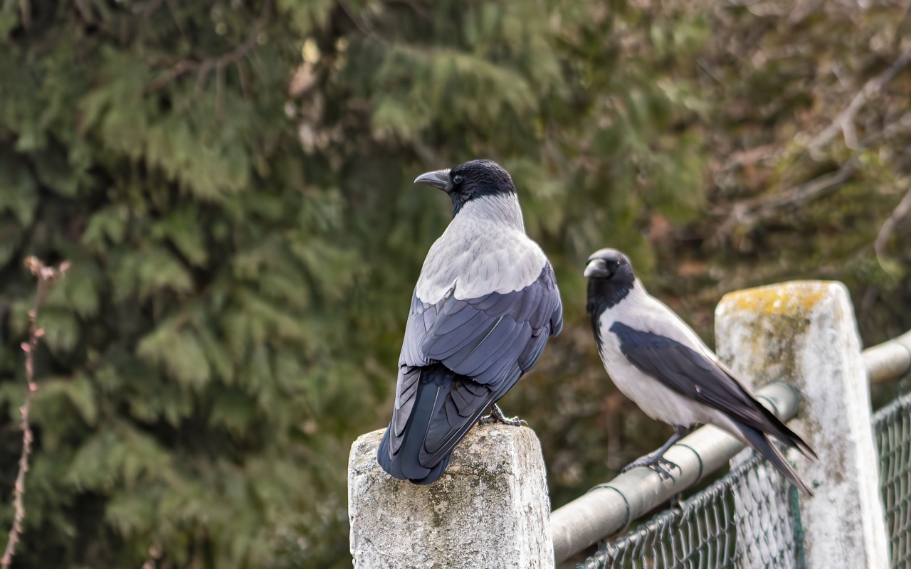 Две вороны сидят на заборе