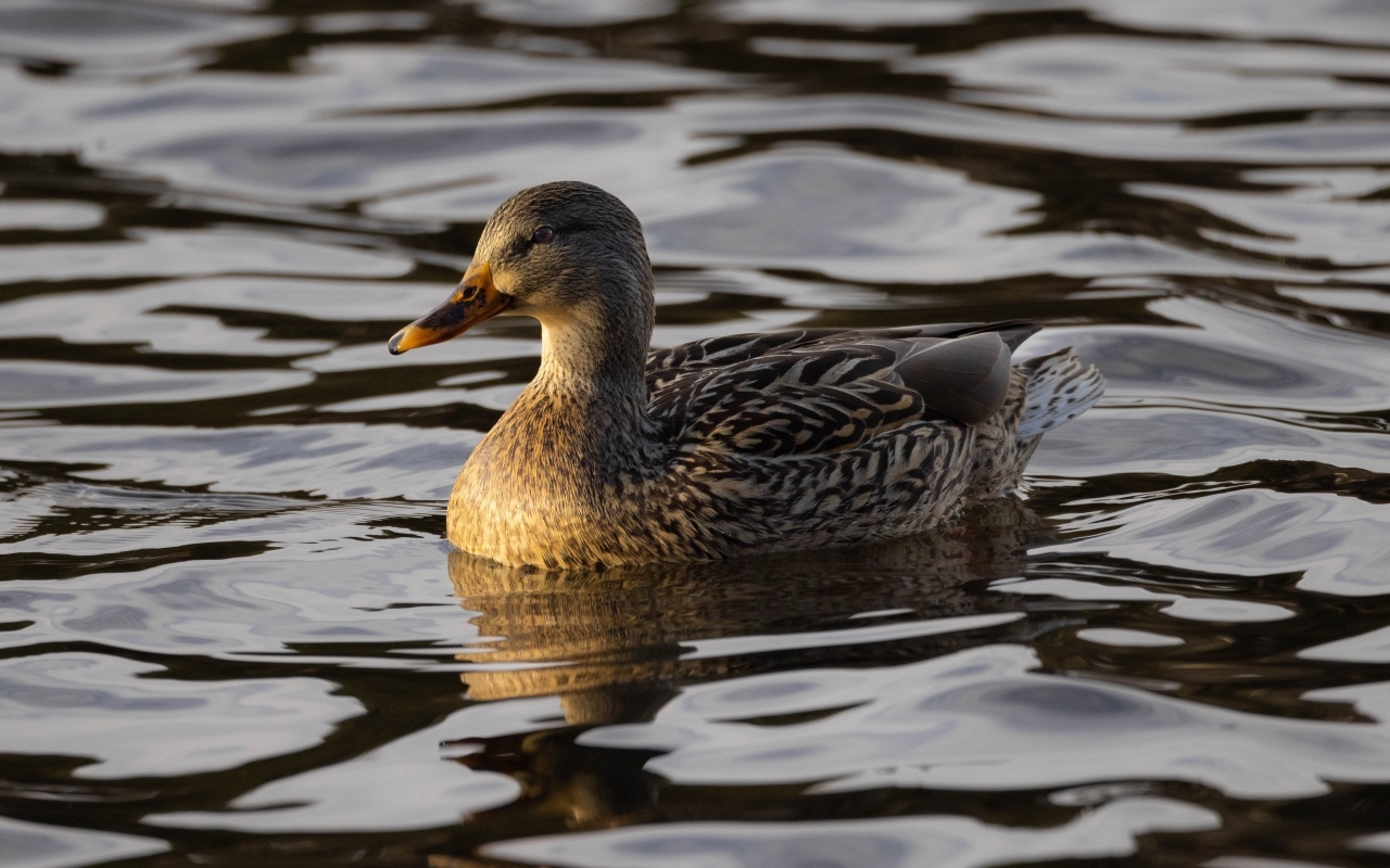 Дикая серая утка в воде