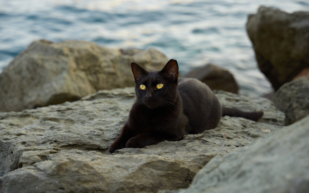 Черный кот лежит на камне у моря