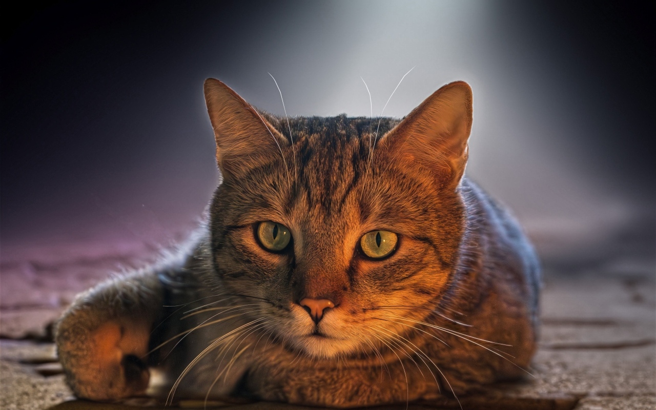 Большой серый кот с зелеными глазами лежит на дороге