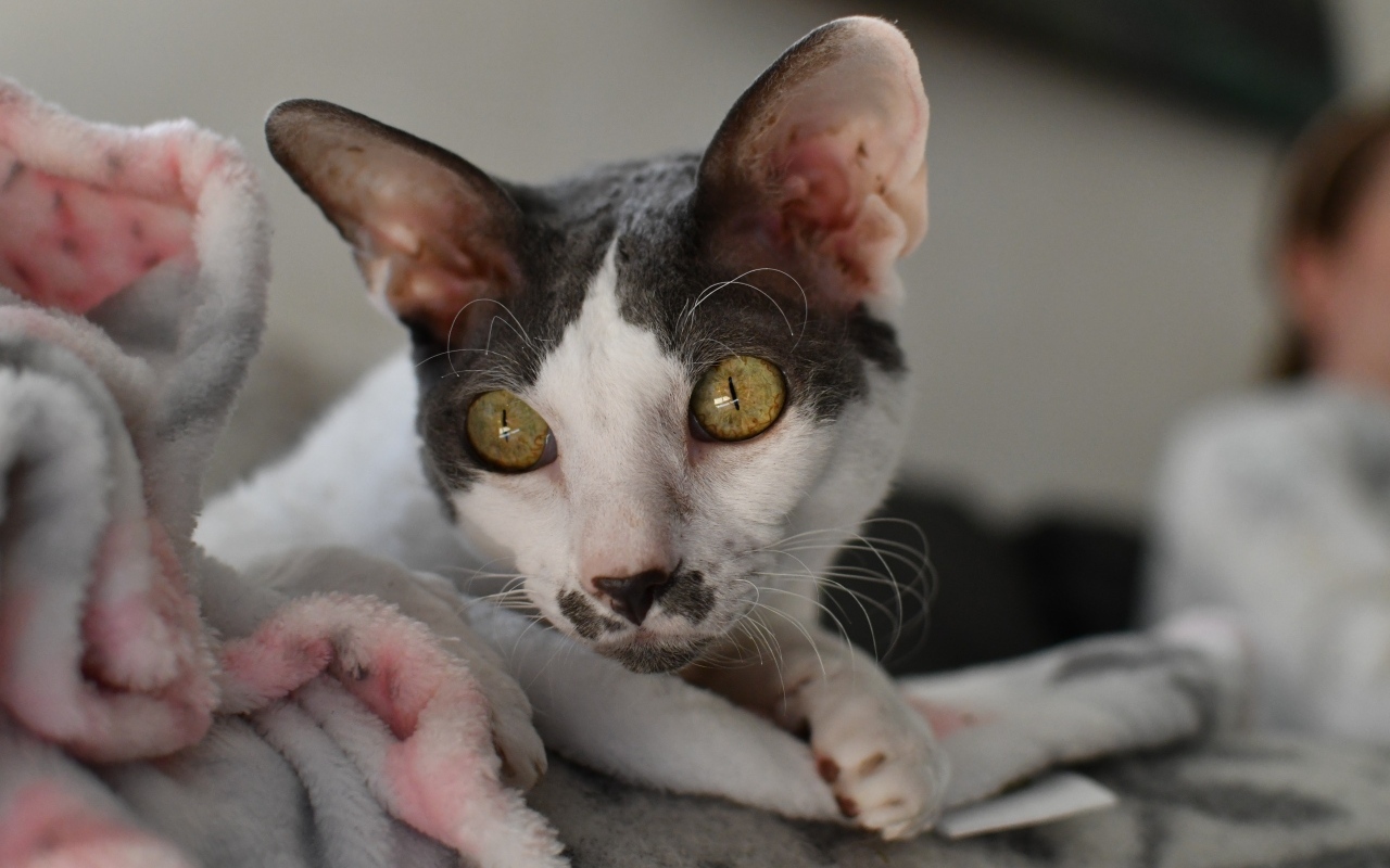 Красивый породистый кот лежит на кровати 