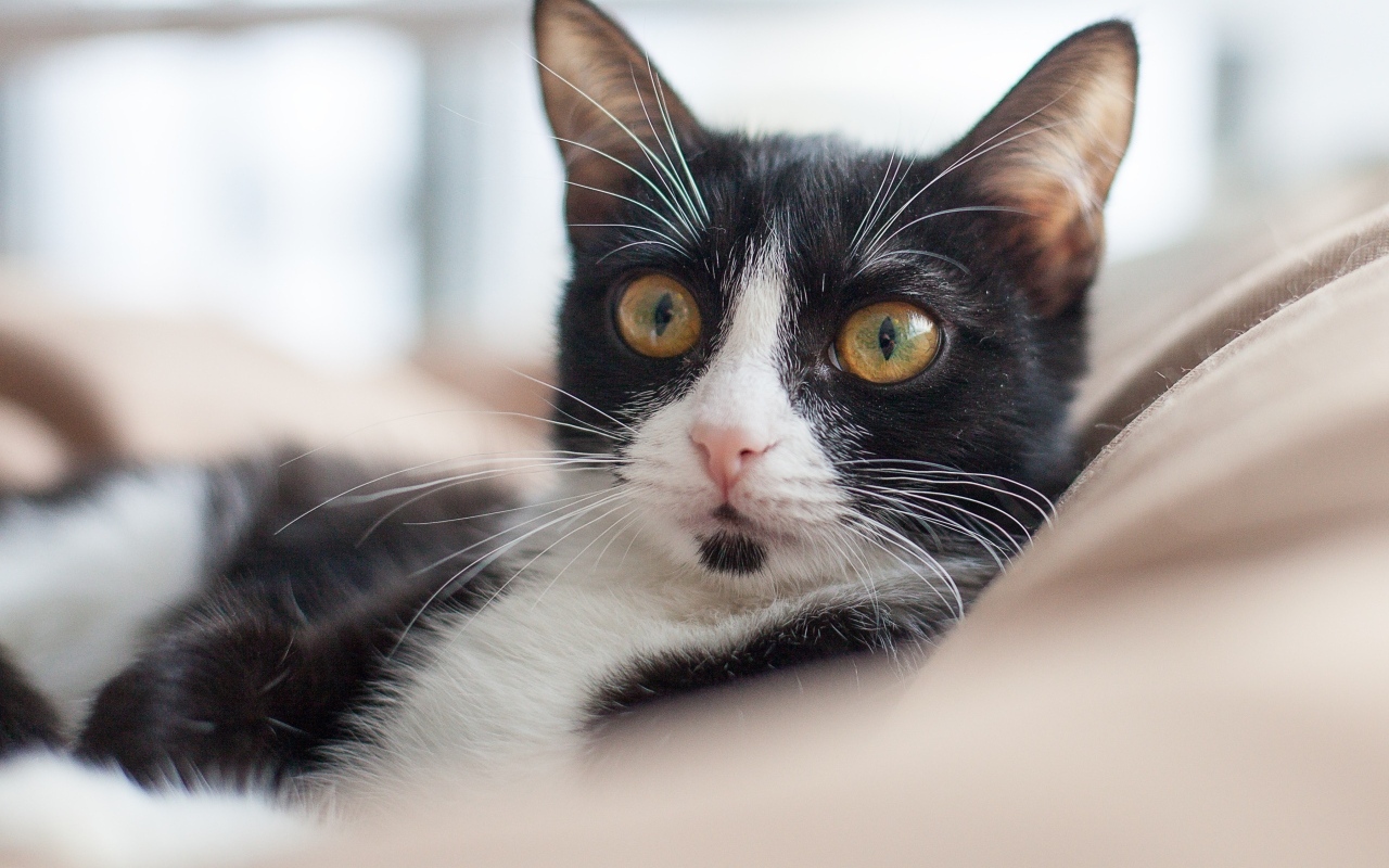 Черно-белый кот лежит на диване