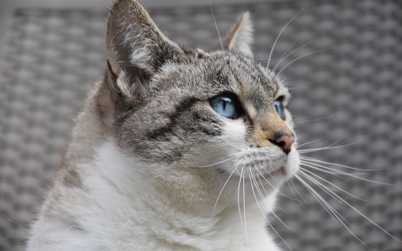 Голубоглазая европейская кошка