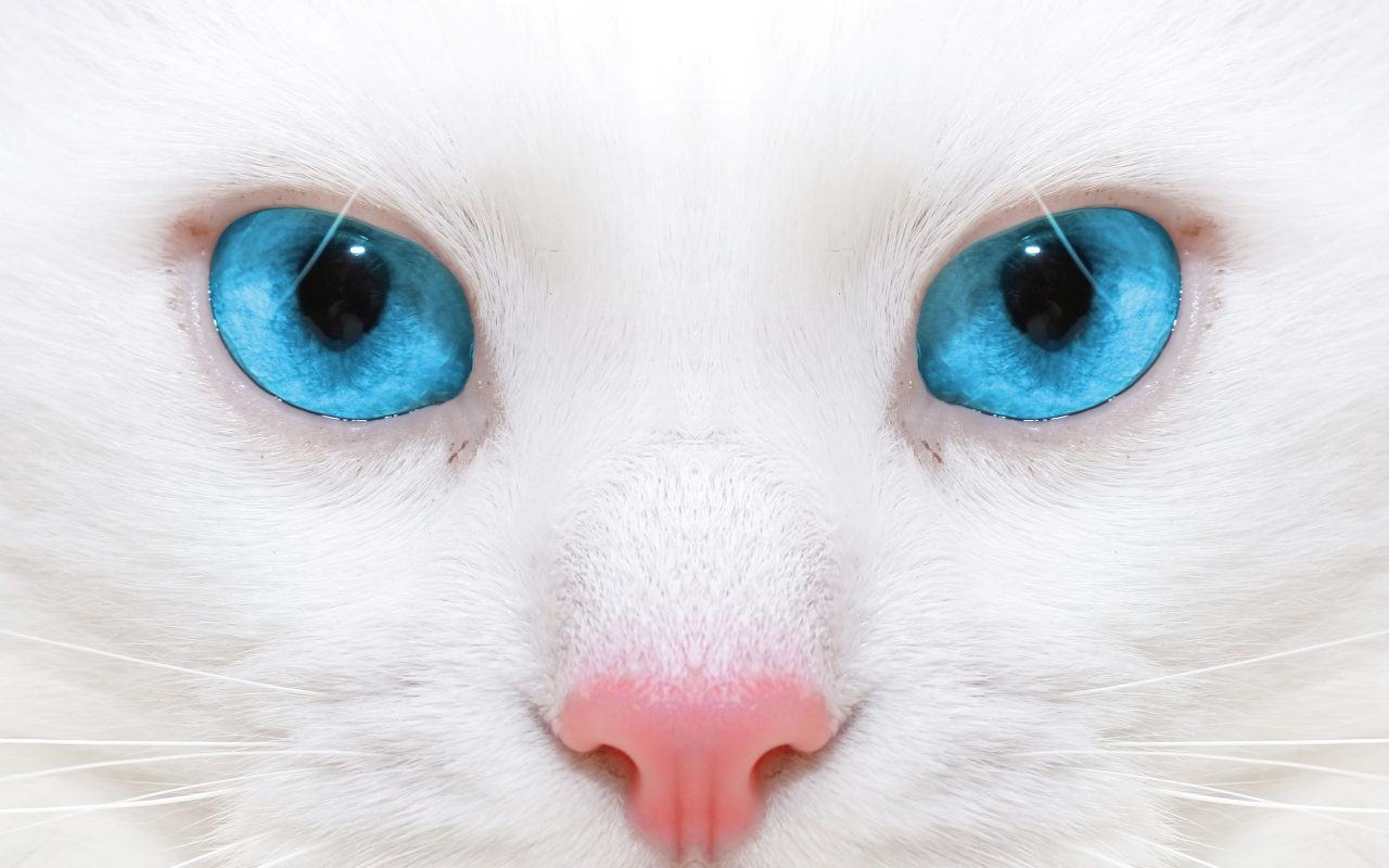 Голубоглазая кошка с розовым носом