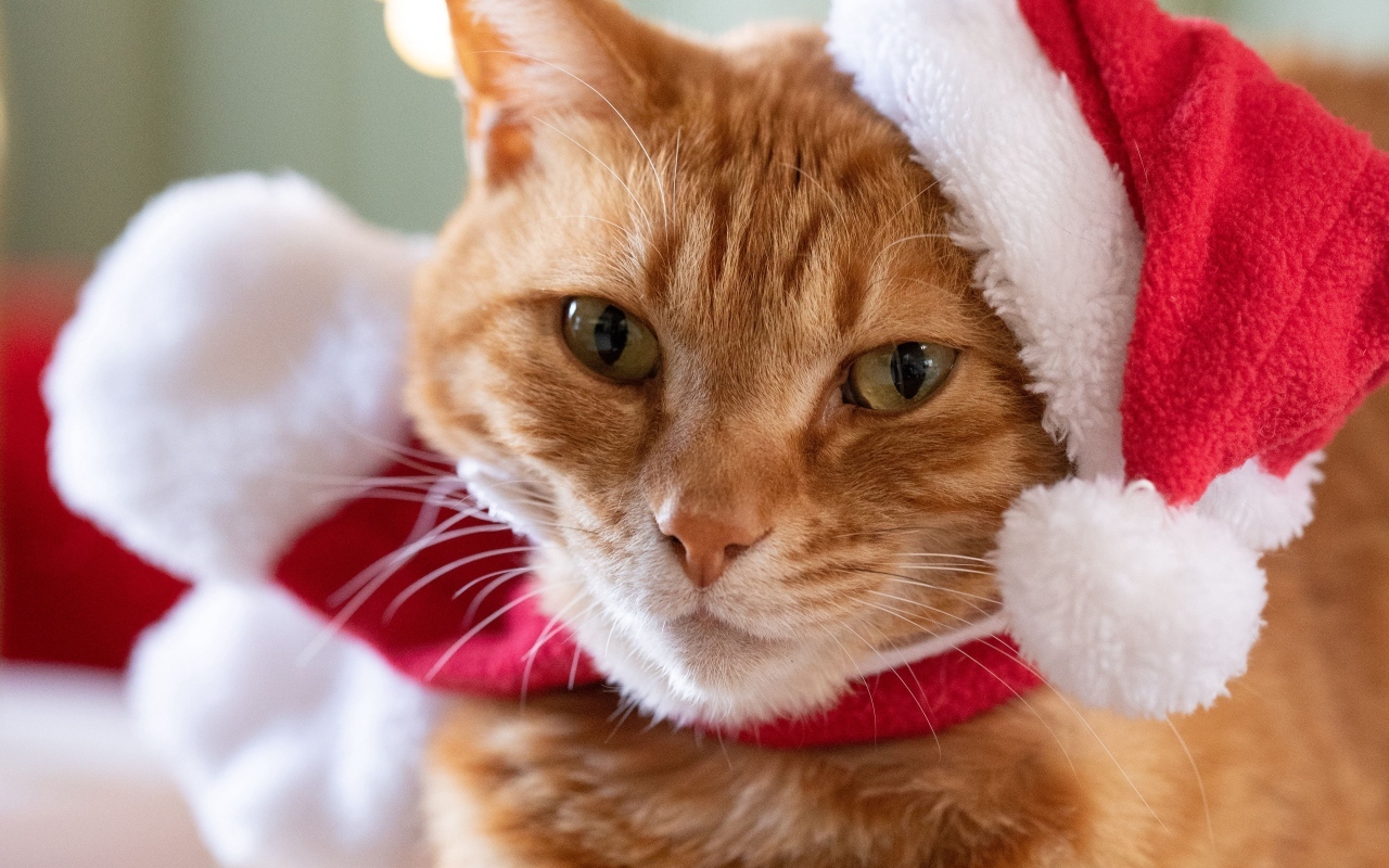 Милый рыжий кот в шапке Санта Клауса крупным планом