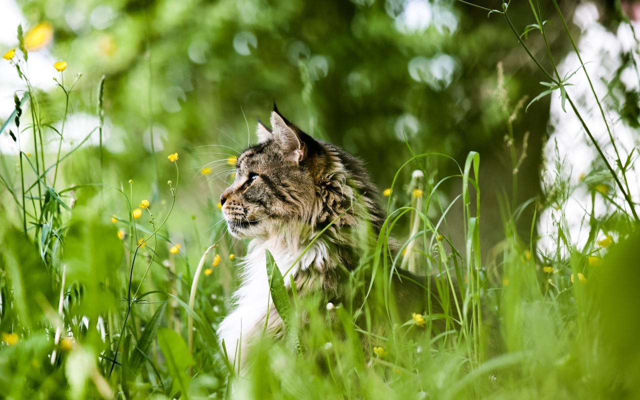 Пушистый серый кот сидит в зеленой траве