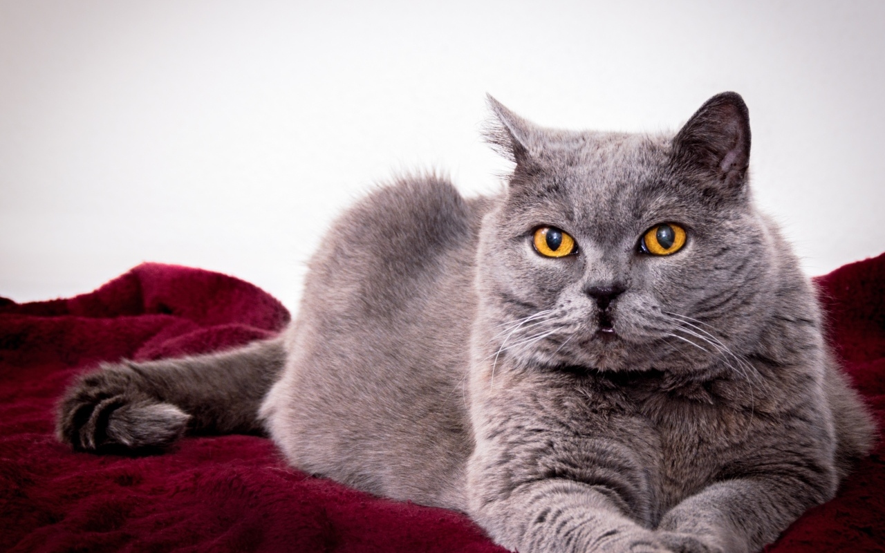 Серый породистый кот с желтыми глазами 