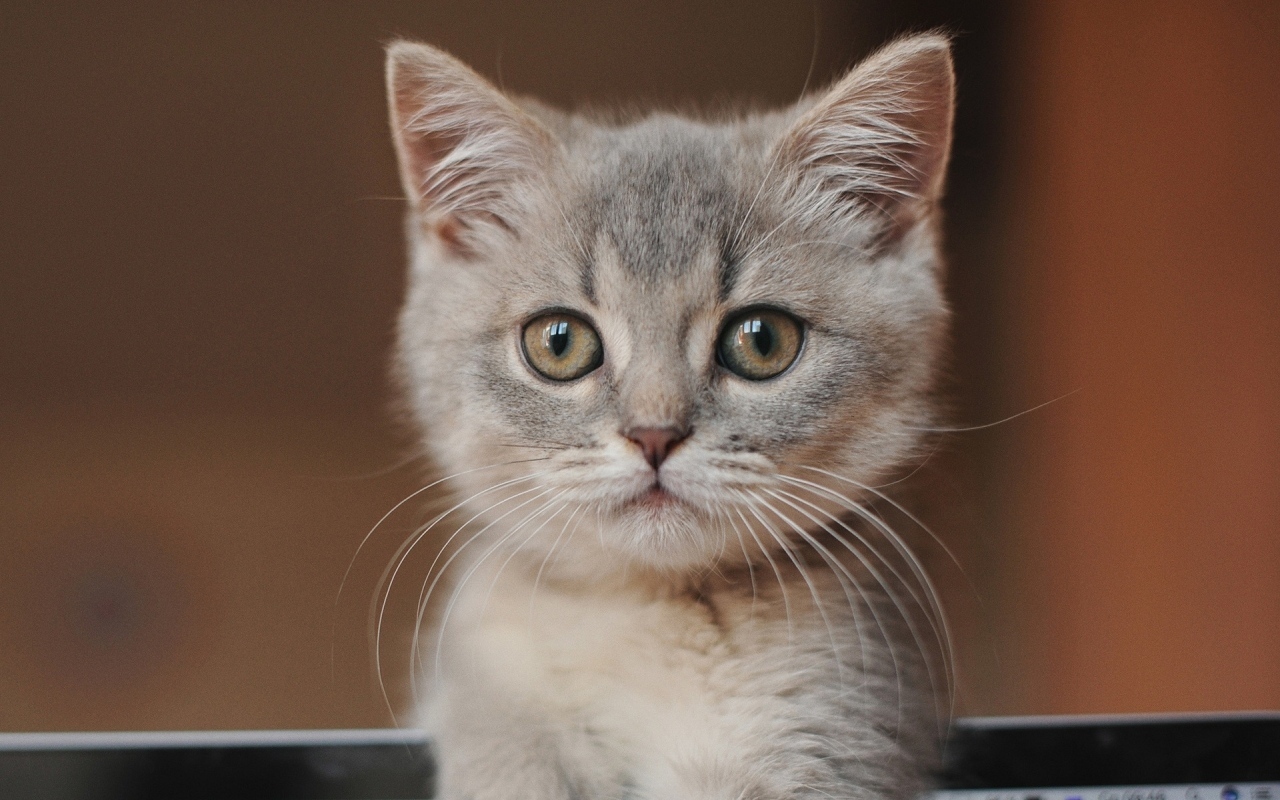 Морда маленького серого котенка крупным планом