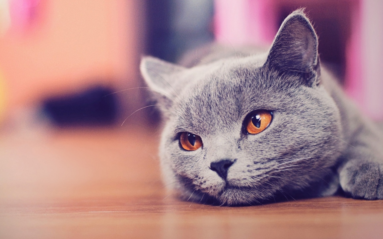 Русская голубая кошка с коричневыми глазами лежит на полу