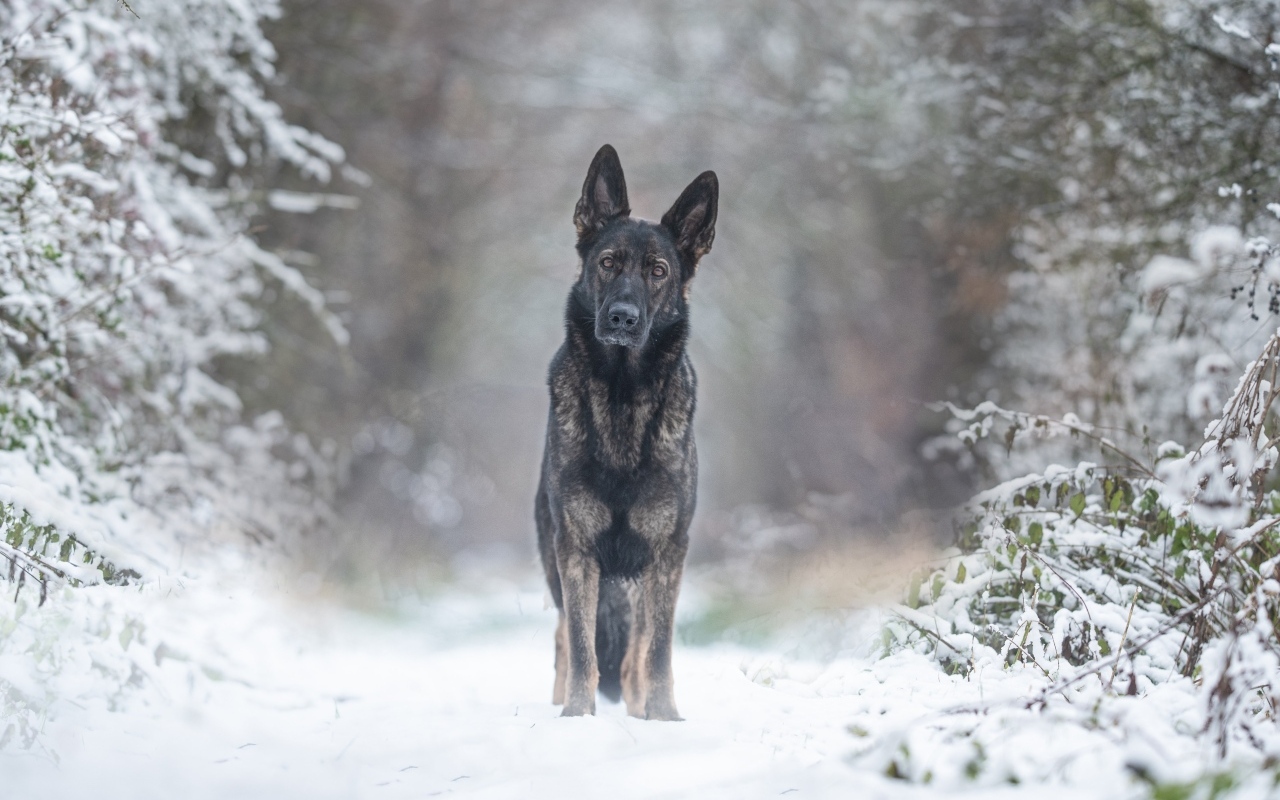 Собака стоит на дороге в заснеженном лесу