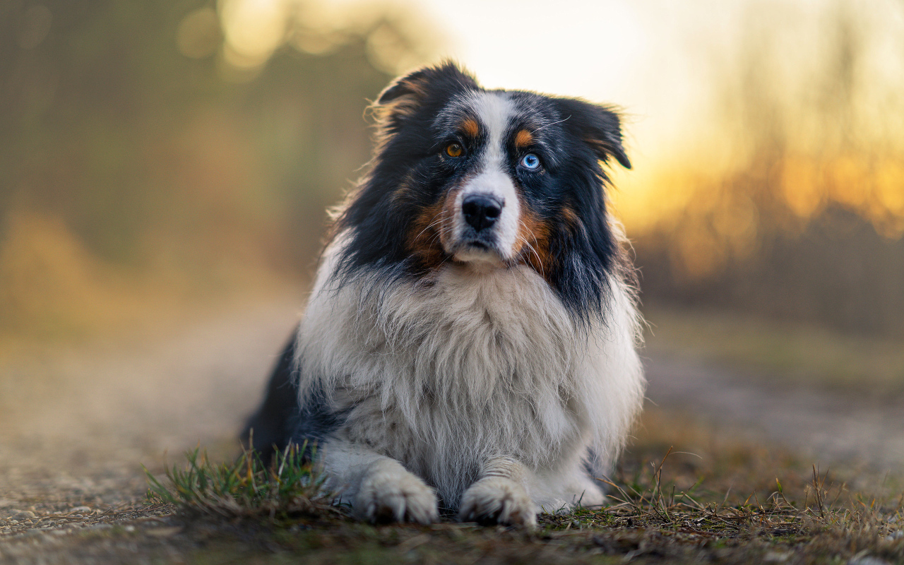 Австралийская овчарка с разными глазами лежит на земле
