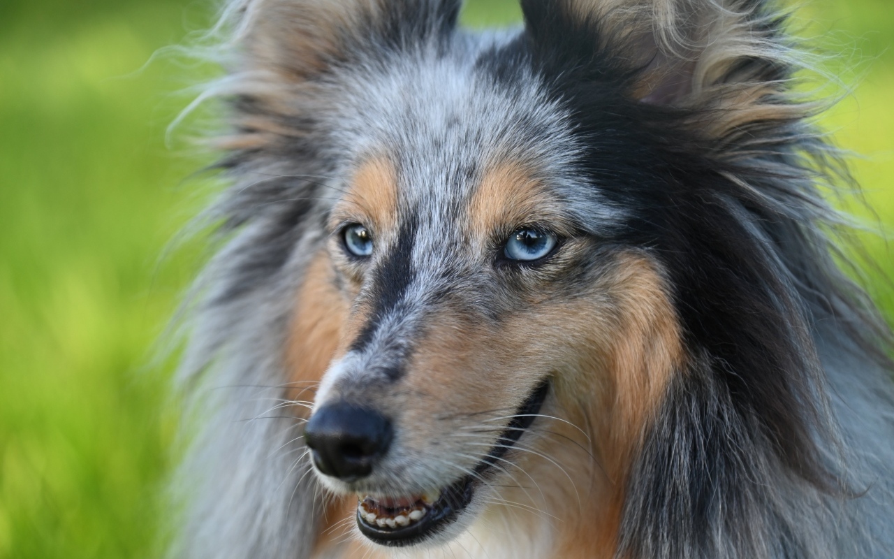 Красивая голубоглазая собака породы шелти