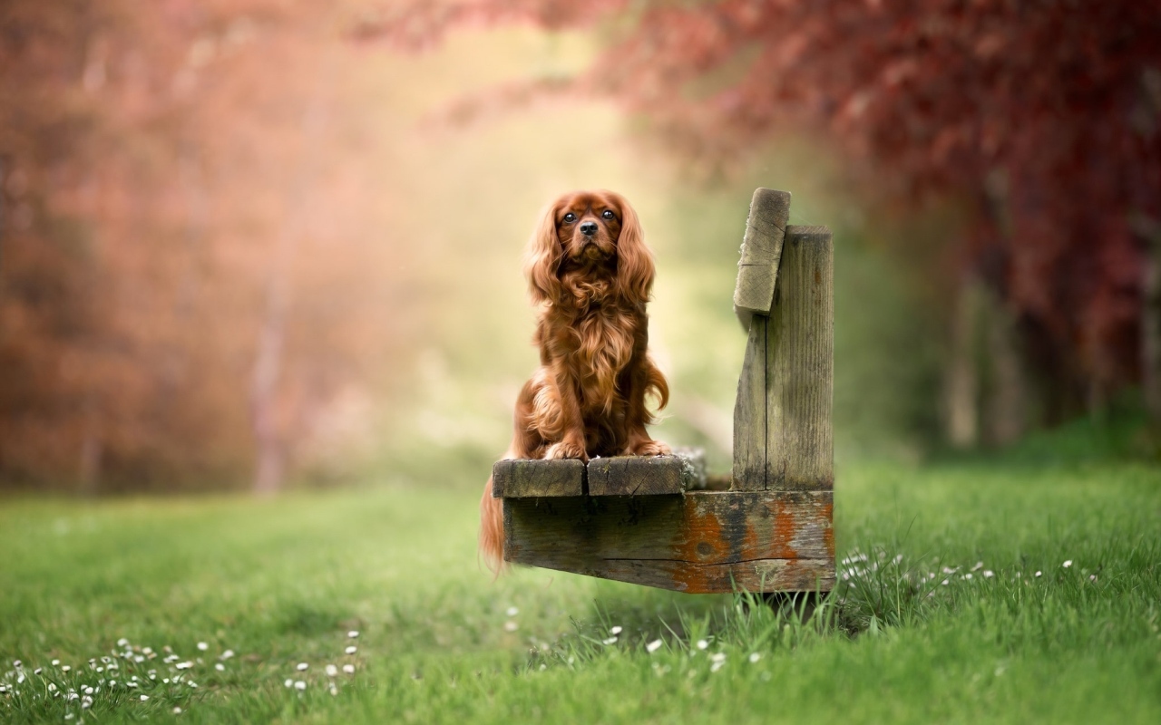 Коричневый кинг чарльз спаниель сидит на лавке