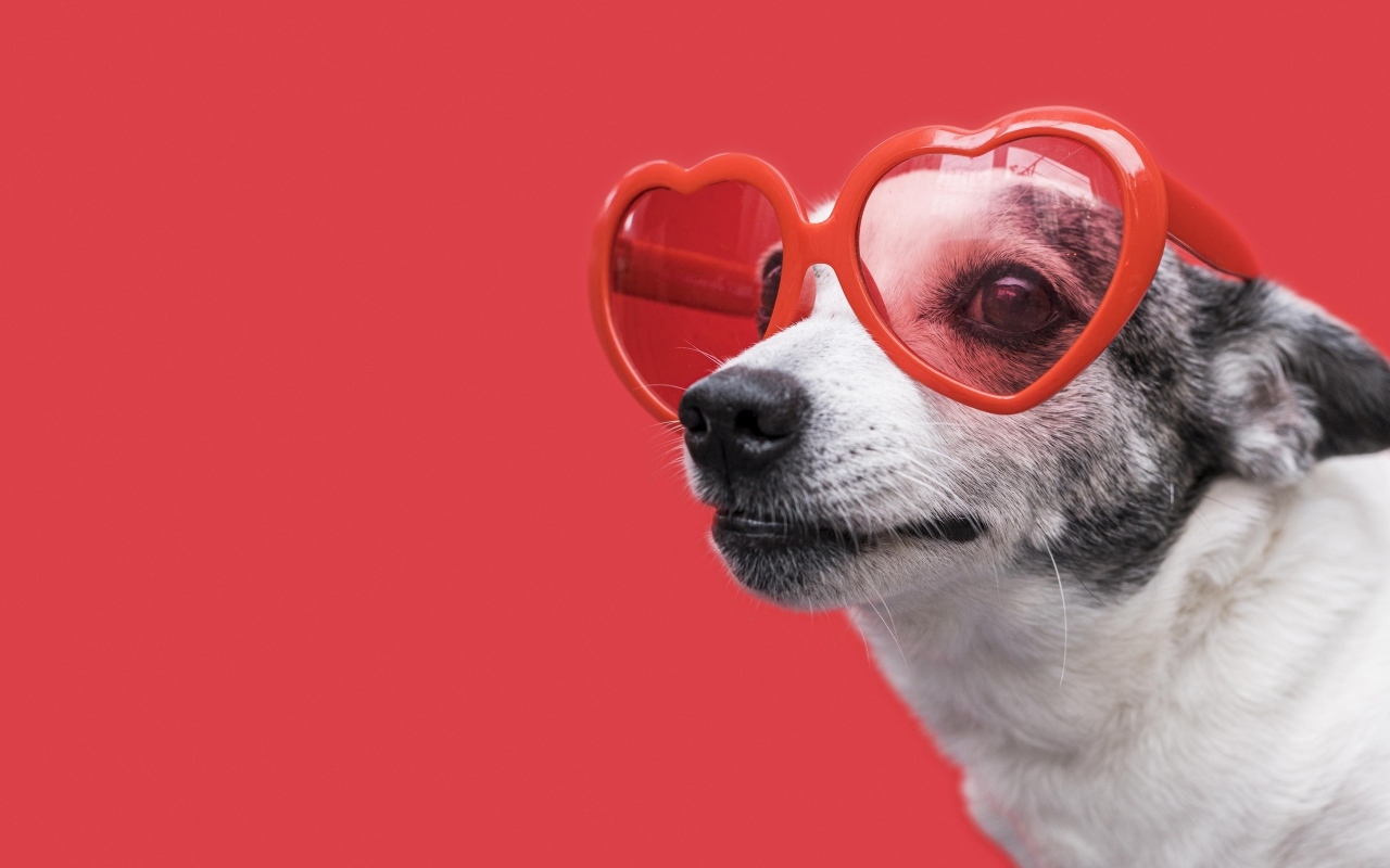 Собака в очках в форме сердца на красном фоне