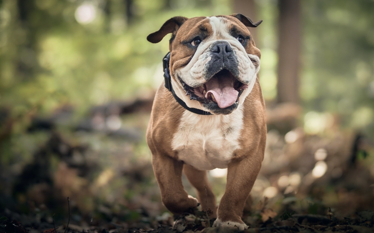Английский бульдог бежит по лесу