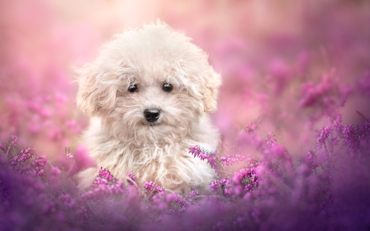Пушистый белый пес в розовых цветах