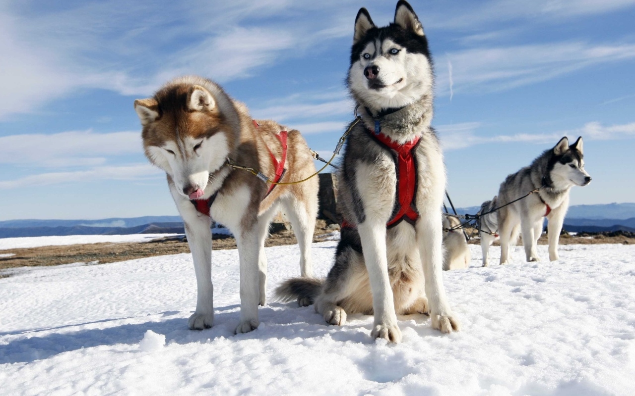 Хаски в упряжке на снегу